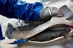 Where Does Caviar Come From