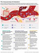 Where Does Cholesterol Come from?