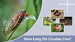 Where Does Cicadas Live?
