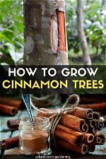 Where Does Cinnamon Grow