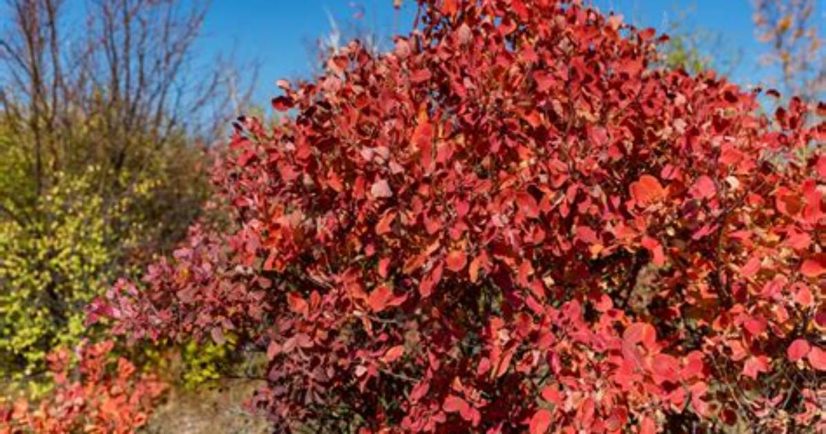 Where Does Cotinus Grow?