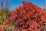 Where Does Cotinus Grow?