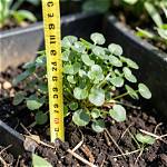 Where Does Cress Grow