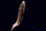 Where Does Cusk-Eel Live?