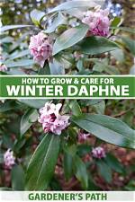 Where Does Daphne Grow? | Contextresponse. Com