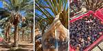Where Does Dates Come From