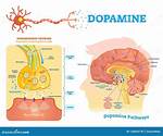 Where Does Dopamine Come from?