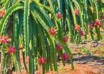 Where Does Dragon Fruit Grow