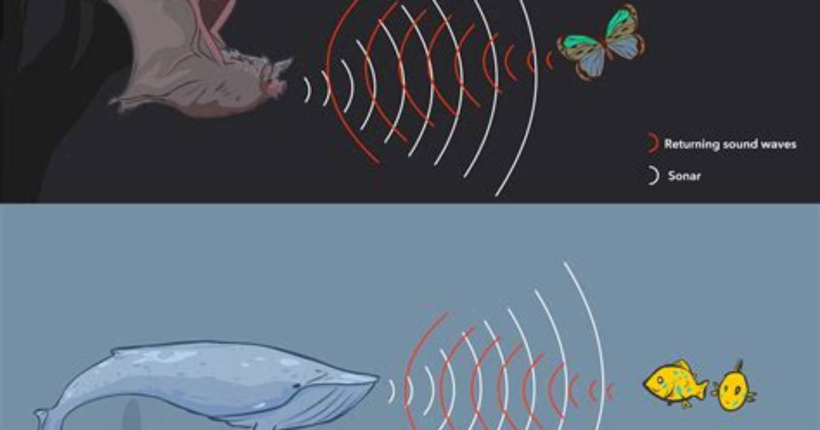 Where Does Echolocation Come from?