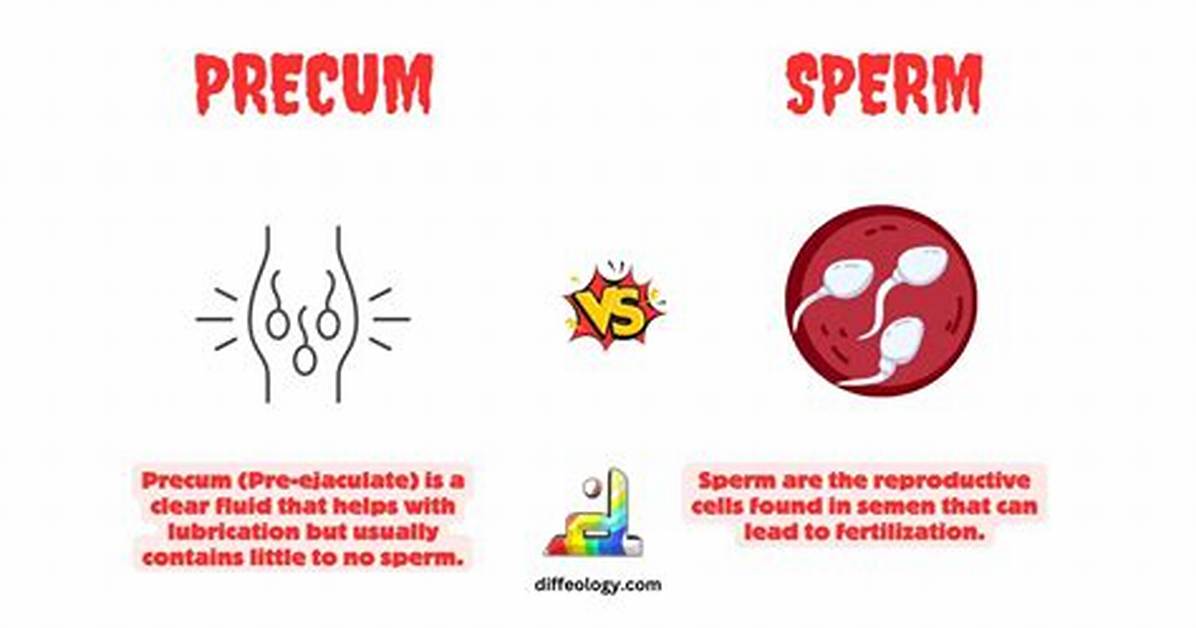 Where Does Ejaculate Fluid Come from?