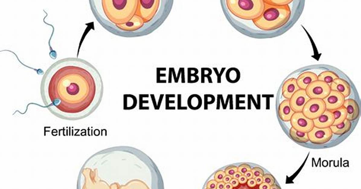 Where Does Embryonic Development Occur?