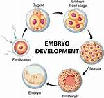 Where Does Embryonic Development Occur?