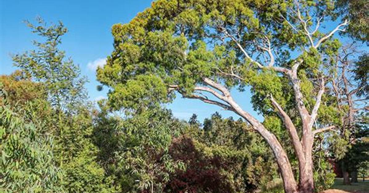 Where Does Eucalyptus Grow