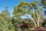Where Does Eucalyptus Grow