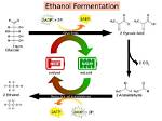 Where Does Fermentation Occur?