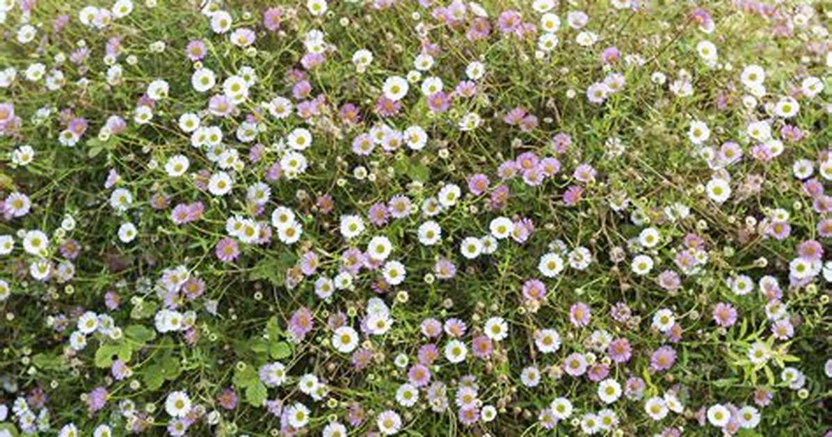 Where Does Fleabane Grow?