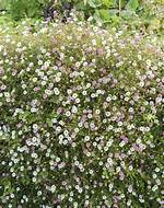 Where Does Fleabane Grow?