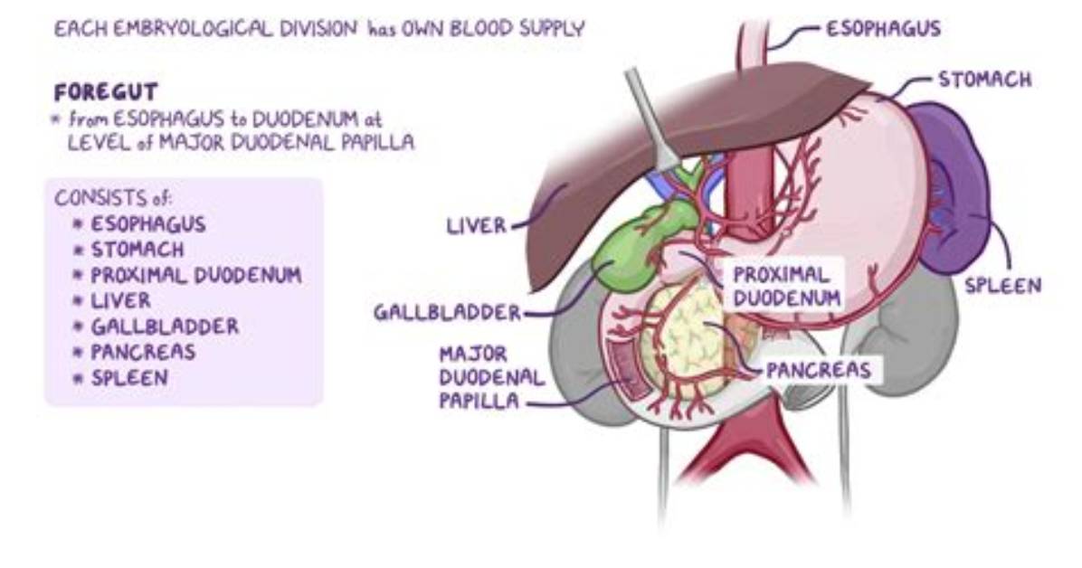 Where Does Foregut End?