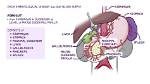 Where Does Foregut End?