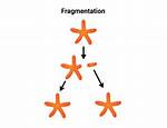 Where Does Fragmentation Occur?