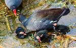 Where Does Gallinule Live?