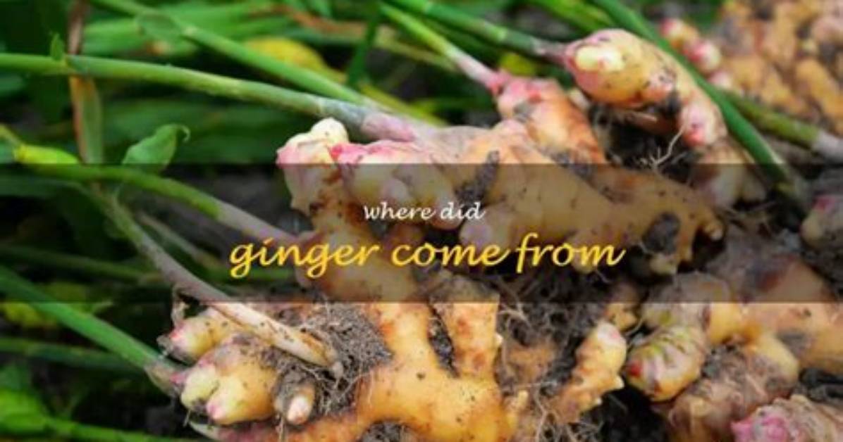 Where Does Ginger Come from?