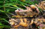 Where Does Ginger Come from?