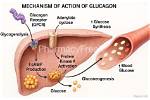 Where Does Glucagon Target?