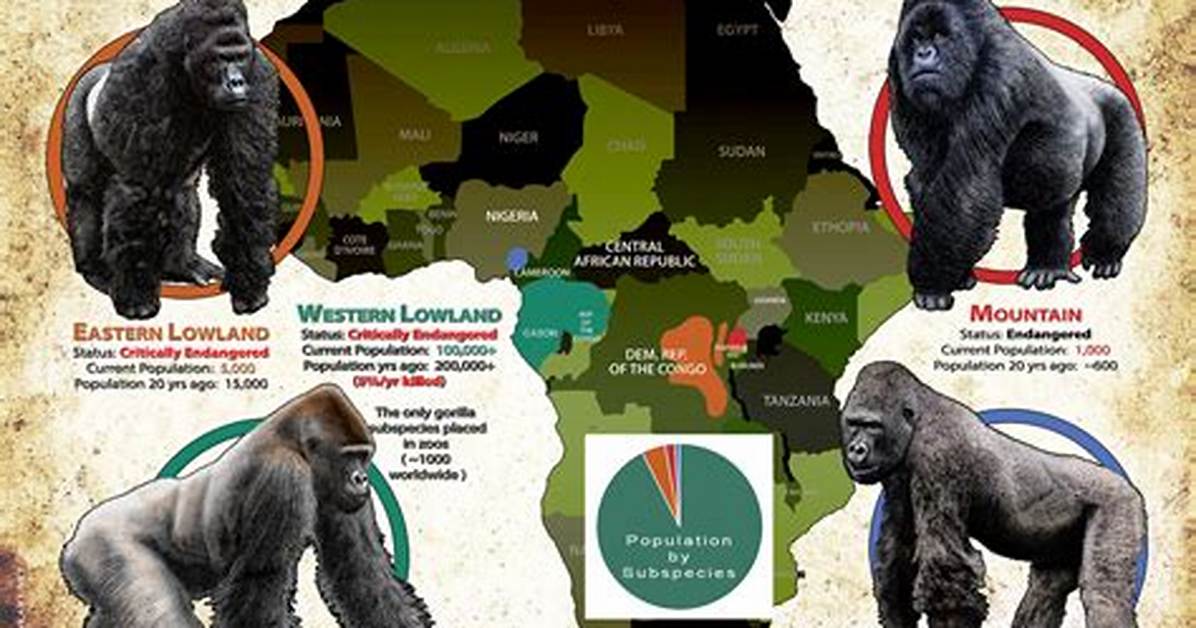 Where Does Gorilla Live?