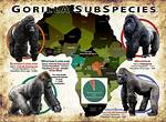 Where Does Gorilla Live?