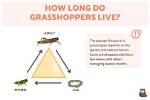 Where Does Grasshoppers Live?