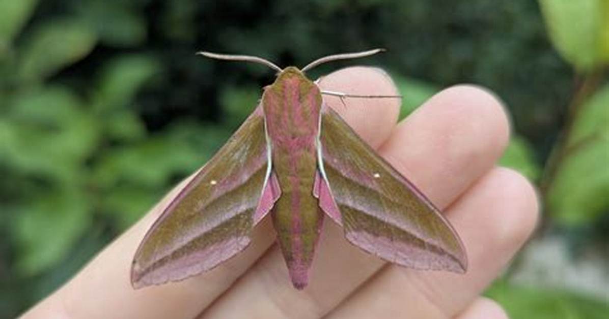 Where Does Hawk Moth Live?