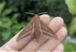 Where Does Hawk Moth Live?