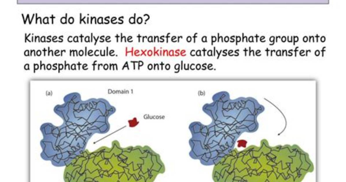 Where Does Hexokinase Work?