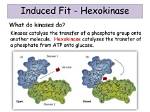 Where Does Hexokinase Work?