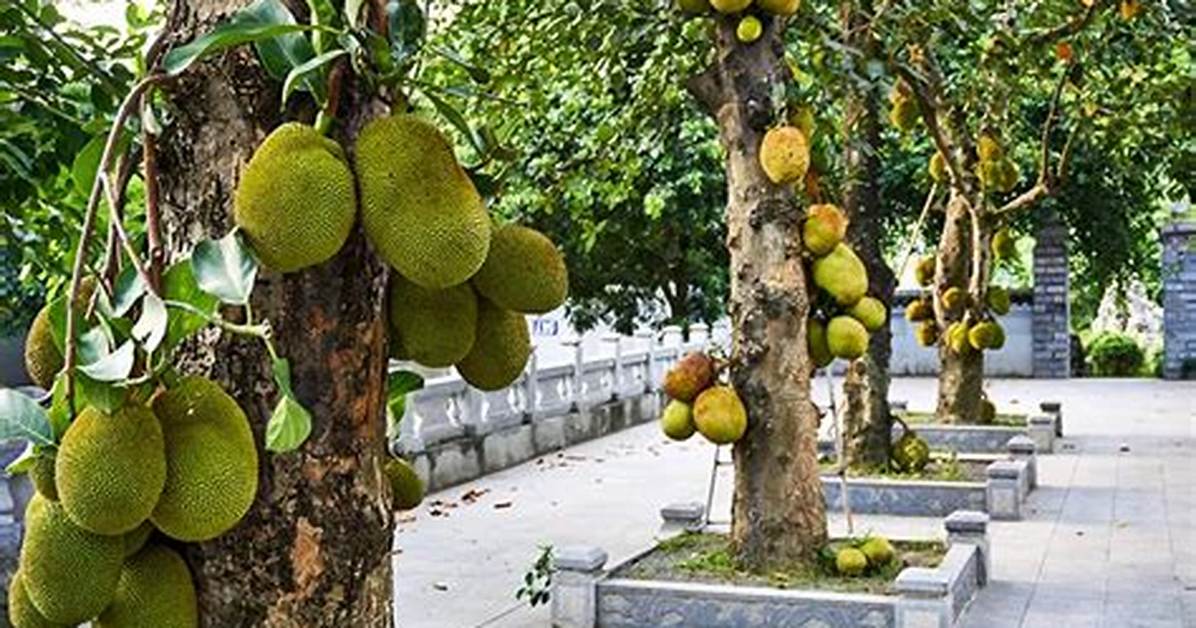 Where Does Jackfruit Grow