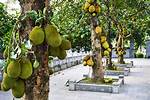 Where Does Jackfruit Grow