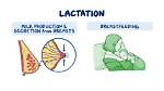 Where Does Lactation Occur?