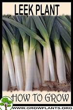 Where Does Leek Grow?