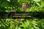 Where Does Licorice Root Grow?
