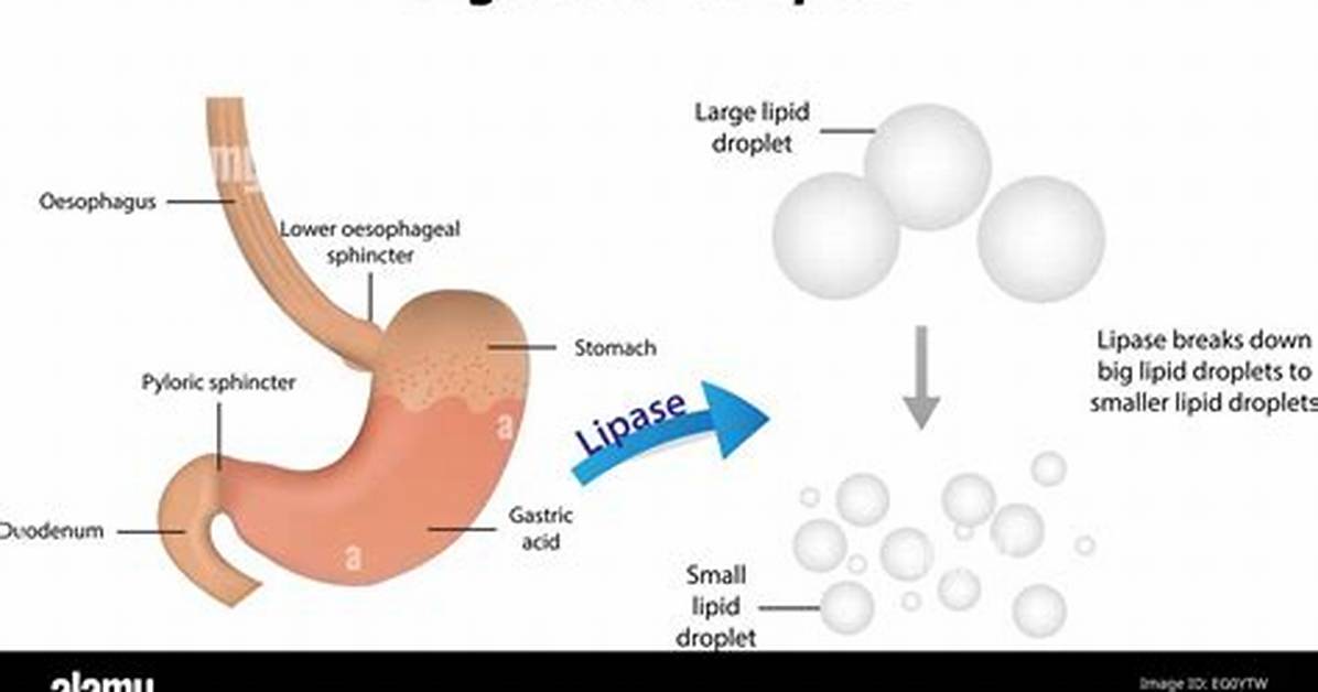 Where Does Lipase Digest?