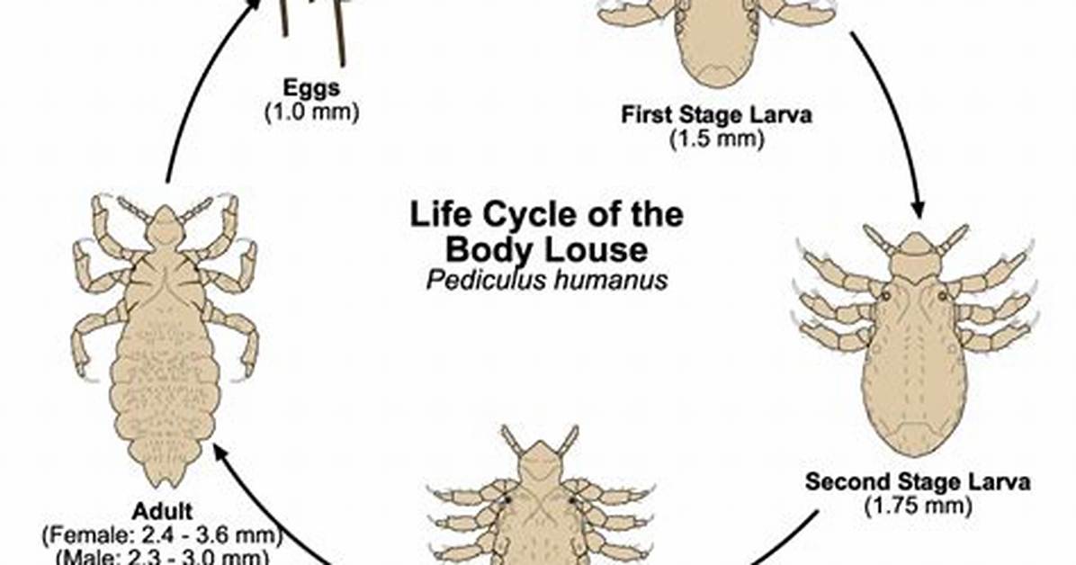 Where Does Louse Live?