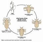 Where Does Louse Live?