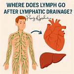 Where Does Lymph Get Filtered?