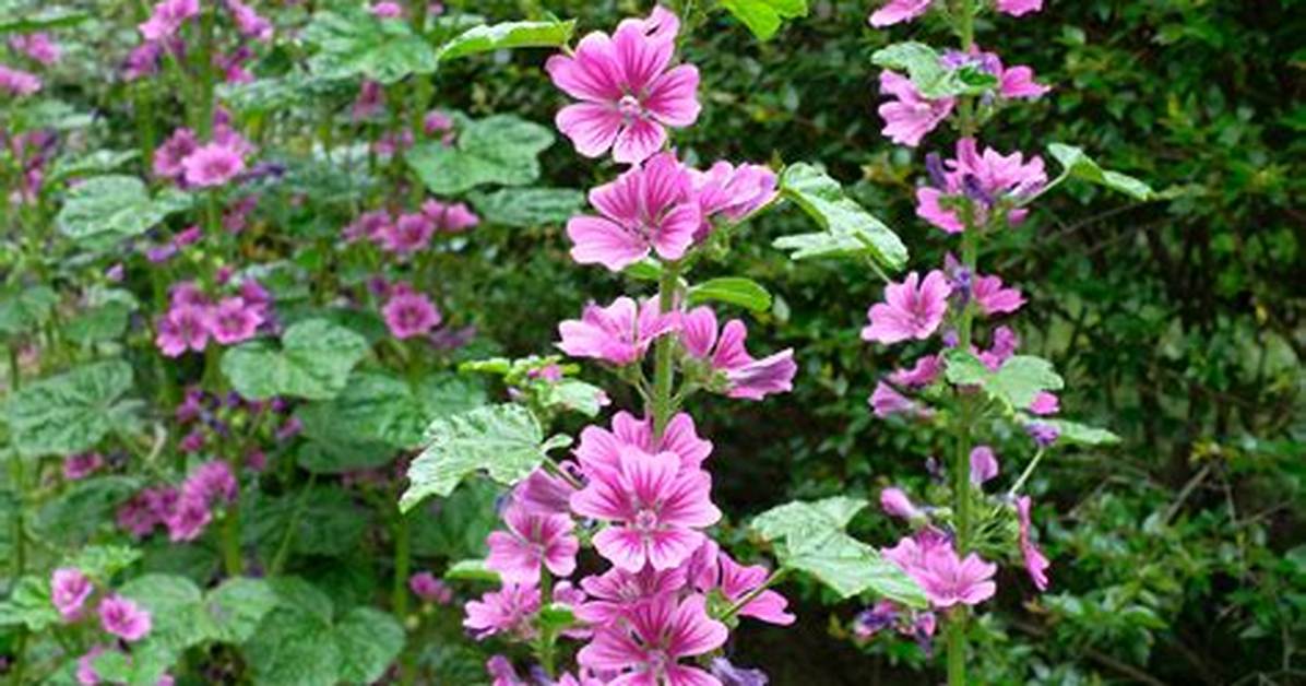 Where Does Mallow Grow