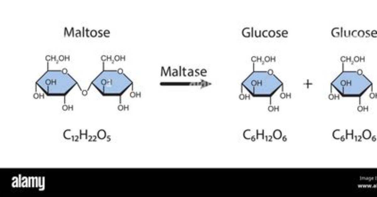 Where Does Maltase React