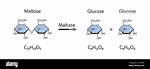 Where Does Maltase React