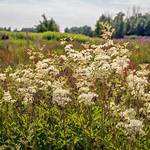Where Does Meadowsweet Grow?