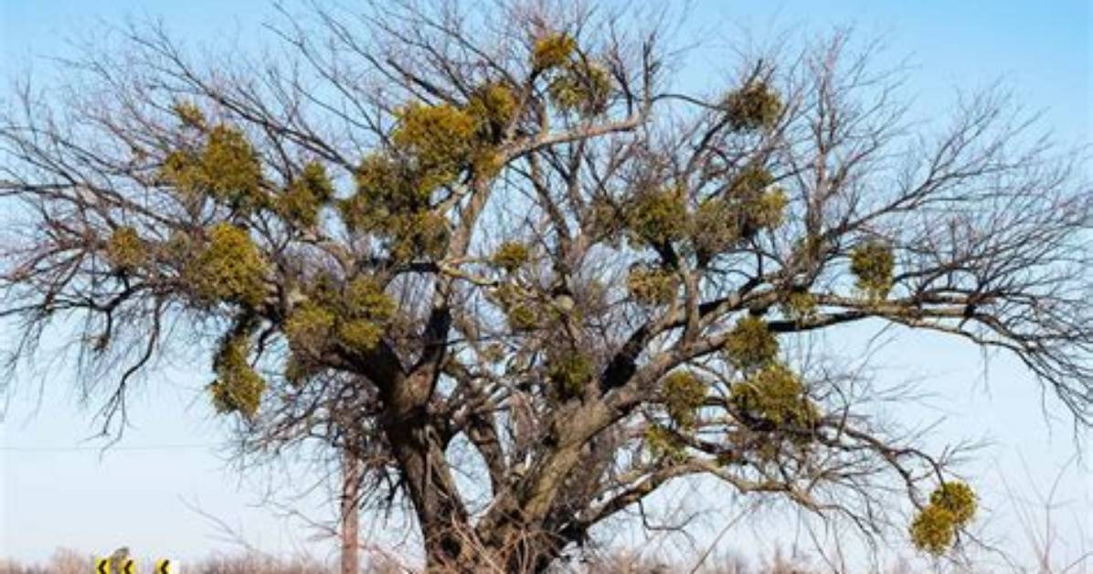Where Does Mistletoe Grow