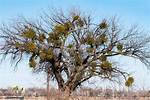 Where Does Mistletoe Grow